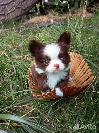 Щенки чихуахуа чистокровные