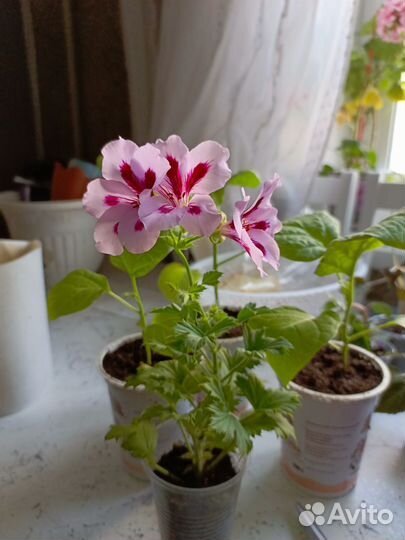 Королевские пеларгонии