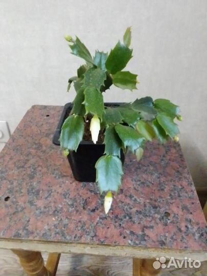 Цветок декабрист