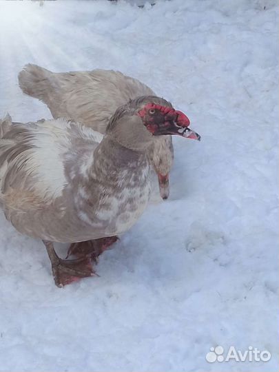 Мускусные индоутки