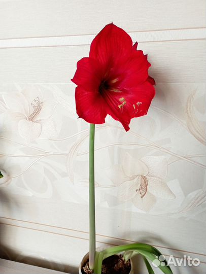 Гиппеаструм