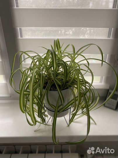 Хлорофитум кудрявый в новом горшке