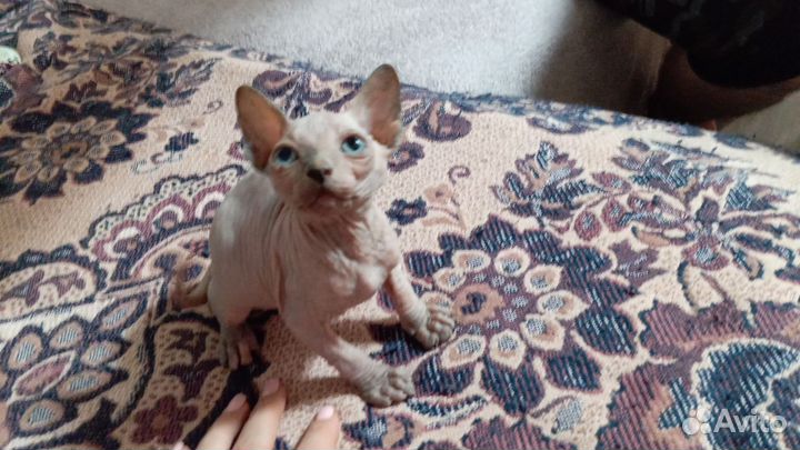 Канадский сфинкс