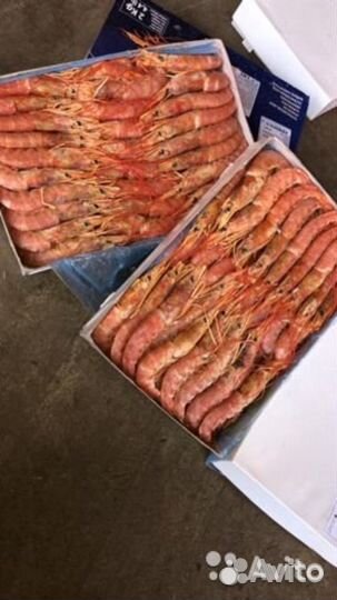 Лангустины креветки