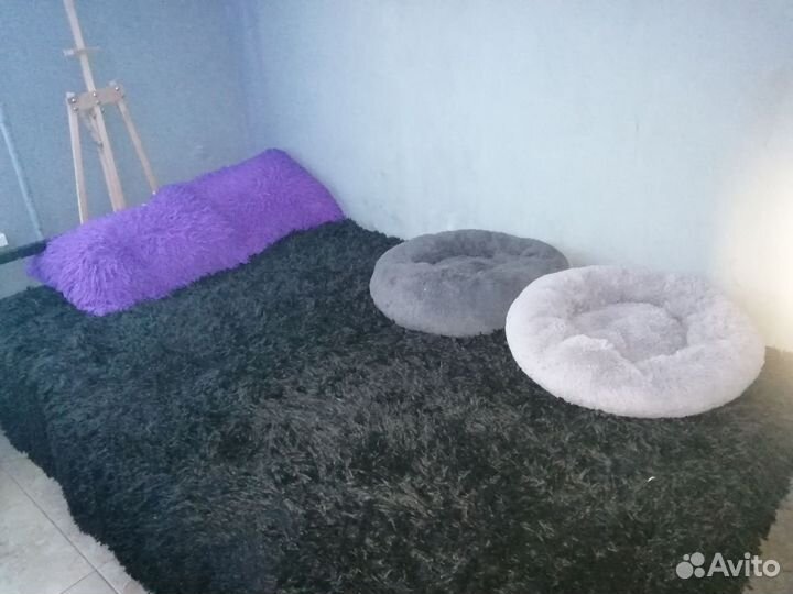 Передержка кошек 