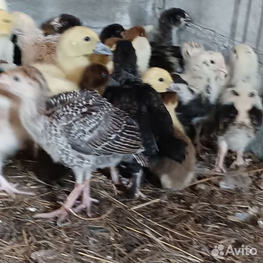 Индюки индюшата