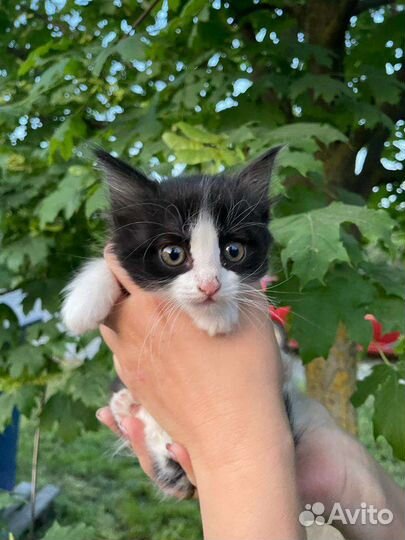 Котятки и кошечка мама в добрые руки