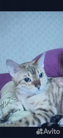 Бенгальская кошка