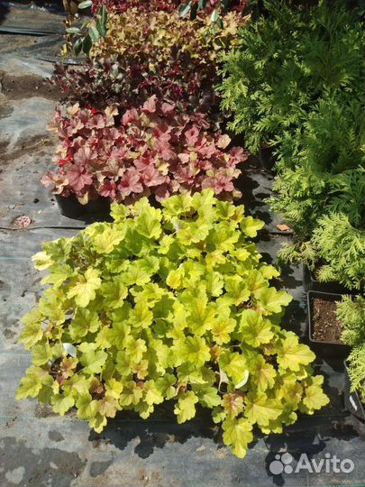 Растения, Саженцы, Цветы, Кустарники, Многолетники