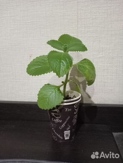 Мята домашняя