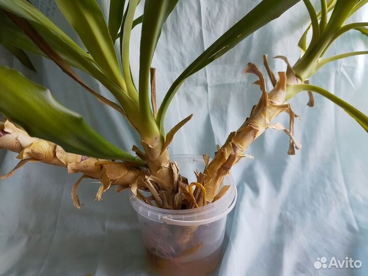 Пальма юкка