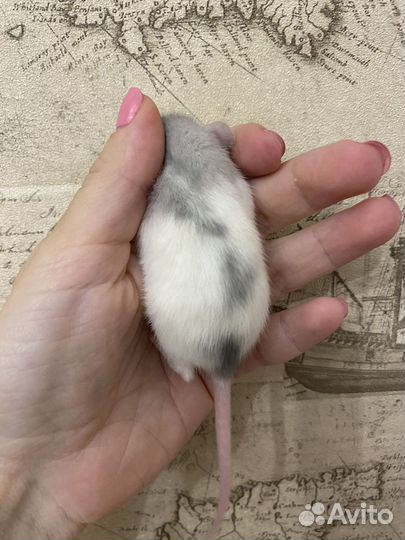 Крысята Дамбо много окрасов