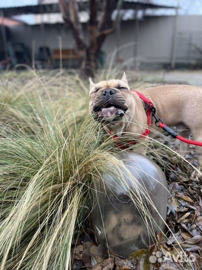 Французский бульдог вязка