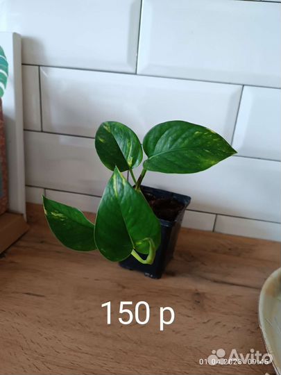 Сциндапсус