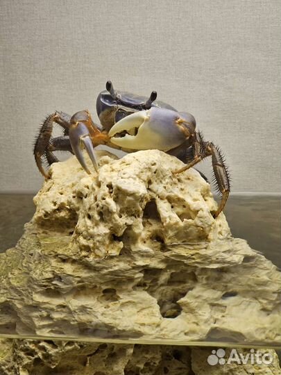 Действующий аквариум с крабом и рыбами