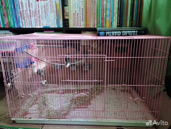 Амадины с клеткой