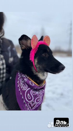 Нежный добрый щенуля грустит в клетке