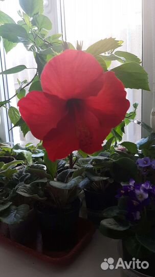Гибискус китайская роза