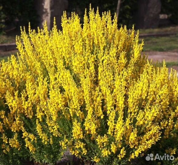 Дрок кровожадный