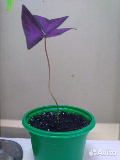 Кислица оксалис