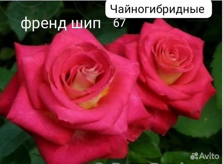 Саженцы роз