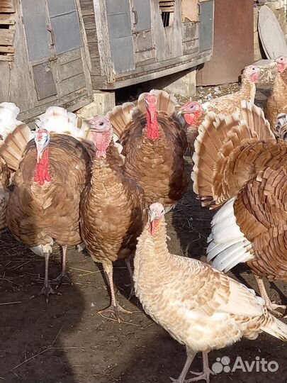 Индюки домашние