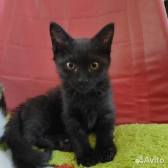Котенок Девочка,2 месяца
