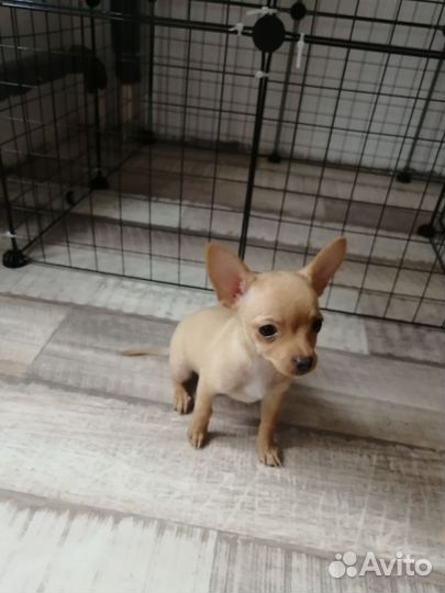 Щенки чихуахуа