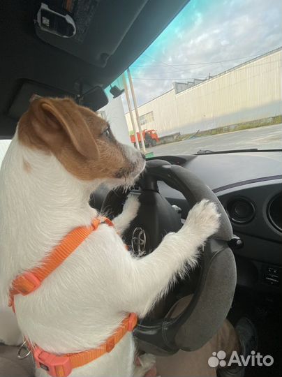 Джек Рассел терьер вязка