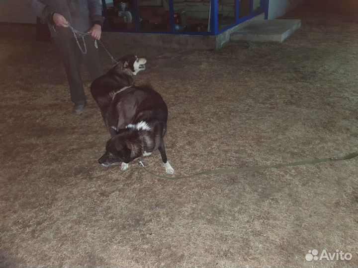 Щенки Восточно сибирской лайки