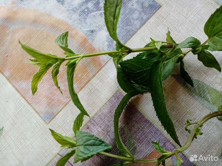 Кустики Мяты