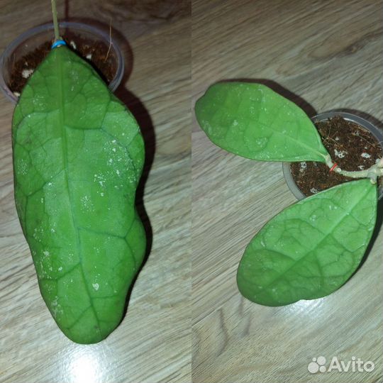 Хойя hoya