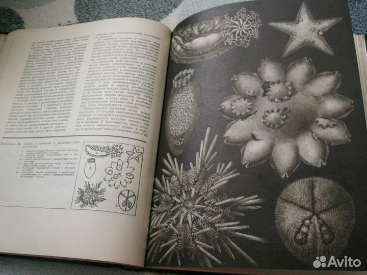 Жизнь животных