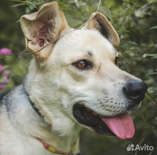 Собака в добрые руки