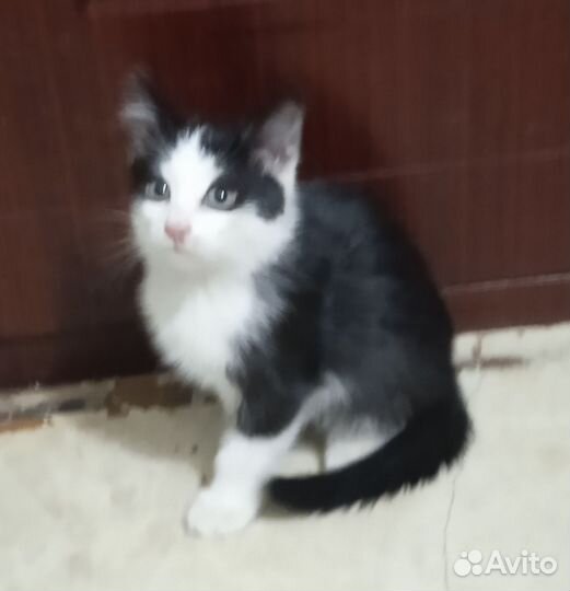 Кошка в дар бесплатно