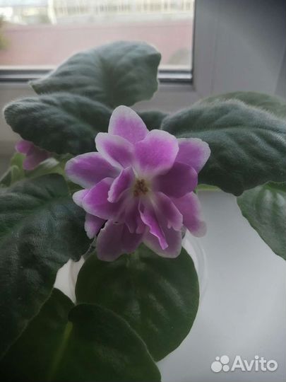 Фиалка рс Вавилон