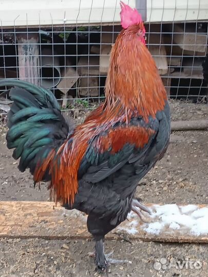 Молодые петухи Черно-медный маран