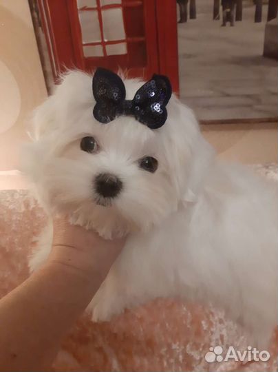 Мальтезе. Мальтийская болонка