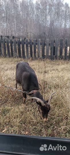 Коза дойная