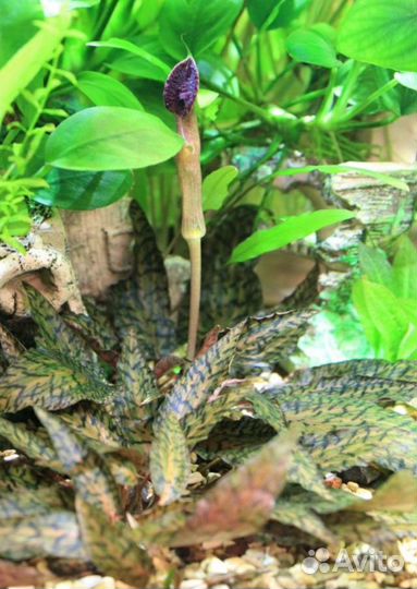 Аквариумное растение Криптокарина Нури. Буцифаланд