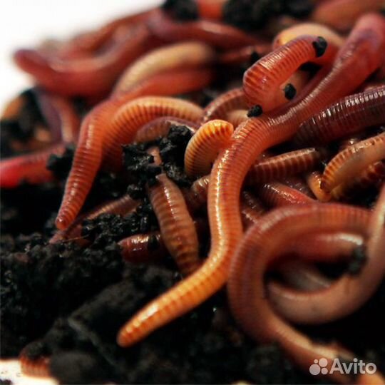 Черви дендробена