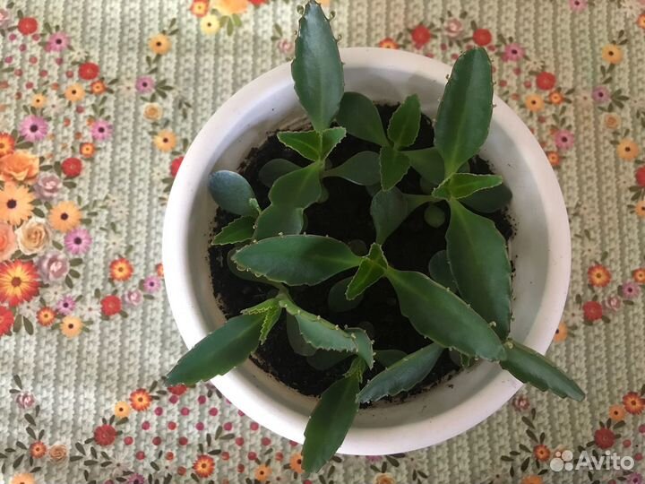 Комнатные цветы