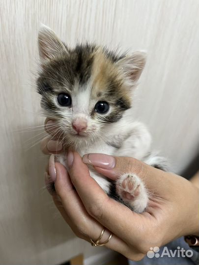 Котята отдам бесплатно