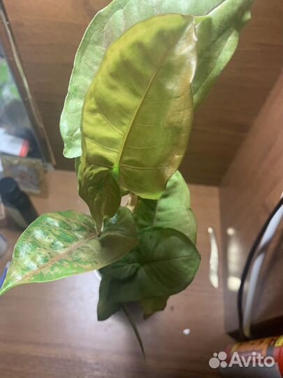 Сингониум орм нак