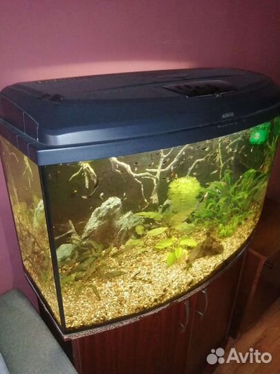 Аквариум 