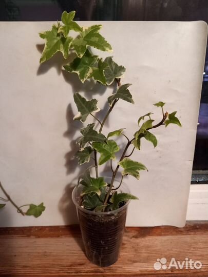 Плющ хедера