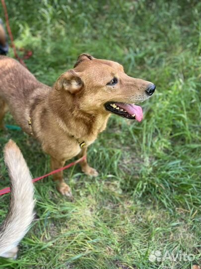 Мёд красивый пёс из приюта