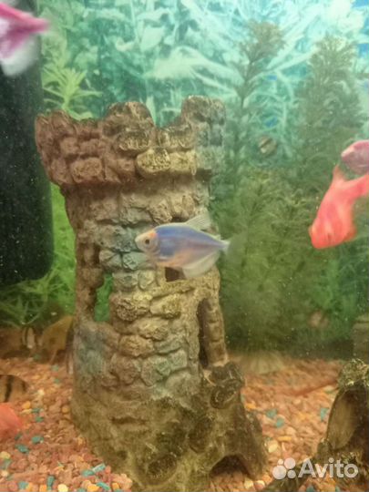 Аквариумные рыбки