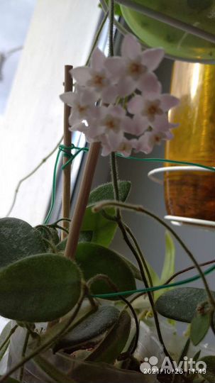 Хойи Томсона, Пахиклада