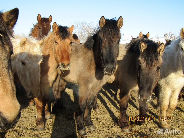 Жеребцы и кобылы башкирской породы